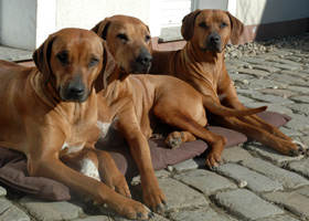 Rhodesian Ridgeback Hund, Welpe und Zucht