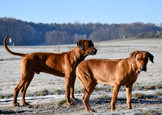 Rhodesian Ridgeback Hündin Amy und Rüde Leo