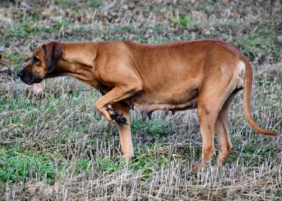 Rhodesian Ridgeback Zuchthündin