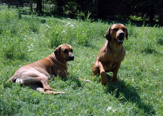 2 Ridgeback Hunde ruhen sich im Garten aus