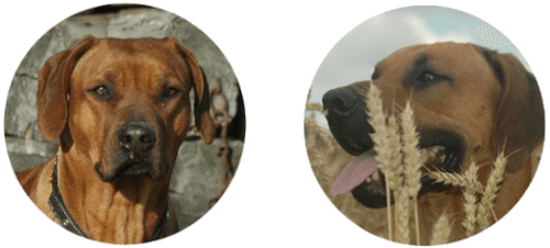 2 Rhodesian Ridgeback Hunde zur Welpenzucht