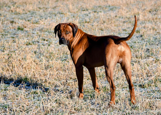 Rhodesian Ridgeback Zuchtrüde Leo