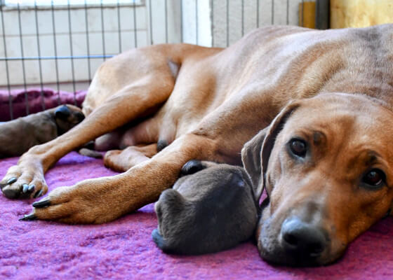 Ridgeback Amy mit ihren 2 Welpen