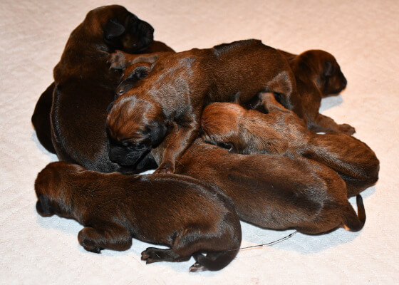 Frisch geborene Ridgeback Welpen