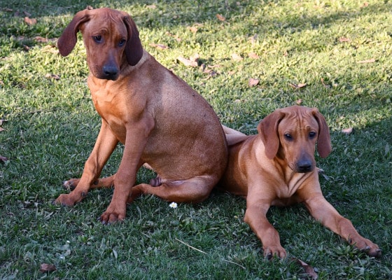 2 fünf Monate alte Rhodesian Ridgeback Hunde