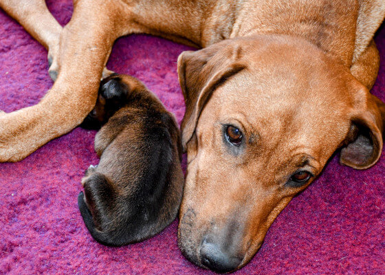 Zuchthünding Amy mit einem Ridgeback-Welpen