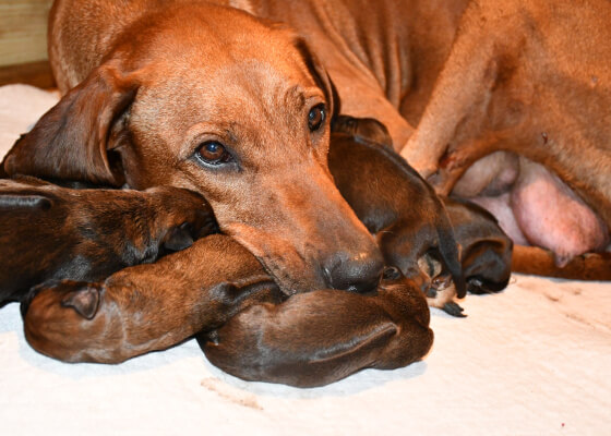 Rhodesian Ridgeback Hünding mit ihren frisch geborenen Welpen