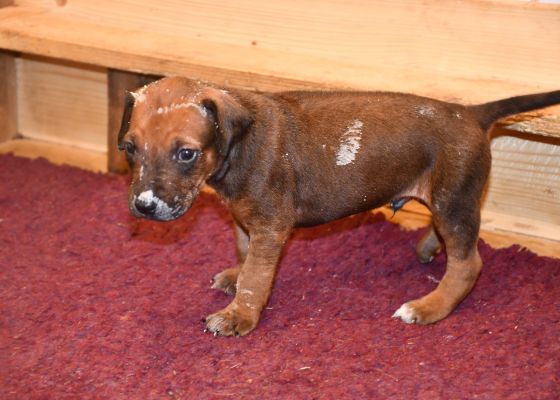 4 Wochen alter Rhodesian Ridgeback Welpe mit Milch verschmiert