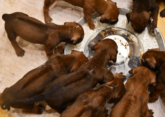 4 Wochen alte Ridgeback Welpen beim Fressen 