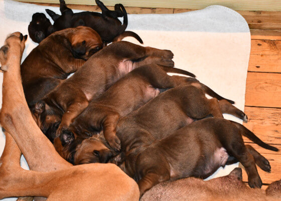 Ridgeback-Hündin Blümchen mit ihren 6 kräftigen Welpen