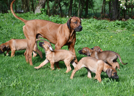 Rhodesian Ridgeback Hündin mit ihren Welpen aus dem T-Wurf