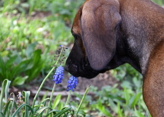 Rhodesian Ridgeback Welpe schnuppert an Blume