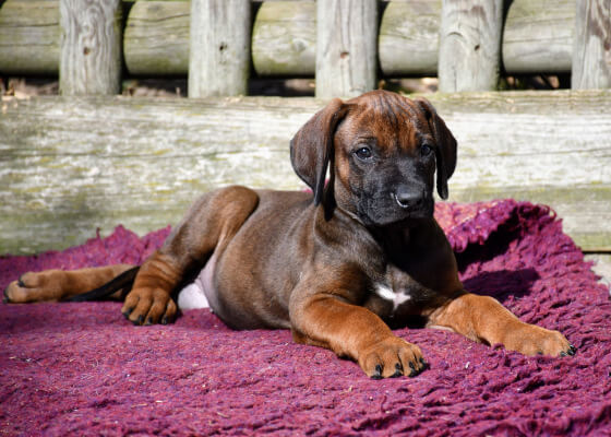 7-Wochen alter Rhodesian Ridgeback Welpe