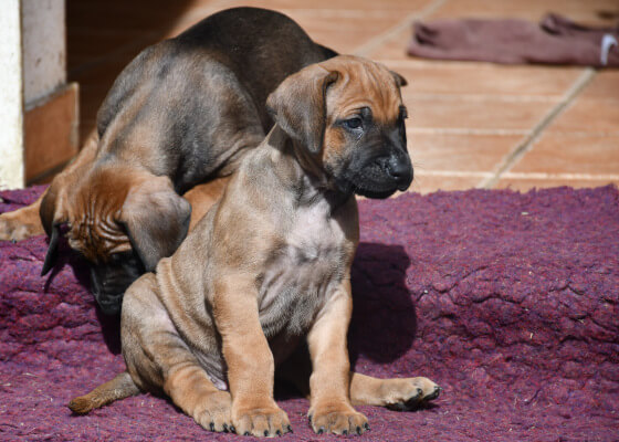 6 Wochen alte Rhodesian Ridgeback Welpen