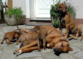 Rhodeisan Ridgeback - Welpen, Hunde, Zucht - Zwinger vom Bärenwald